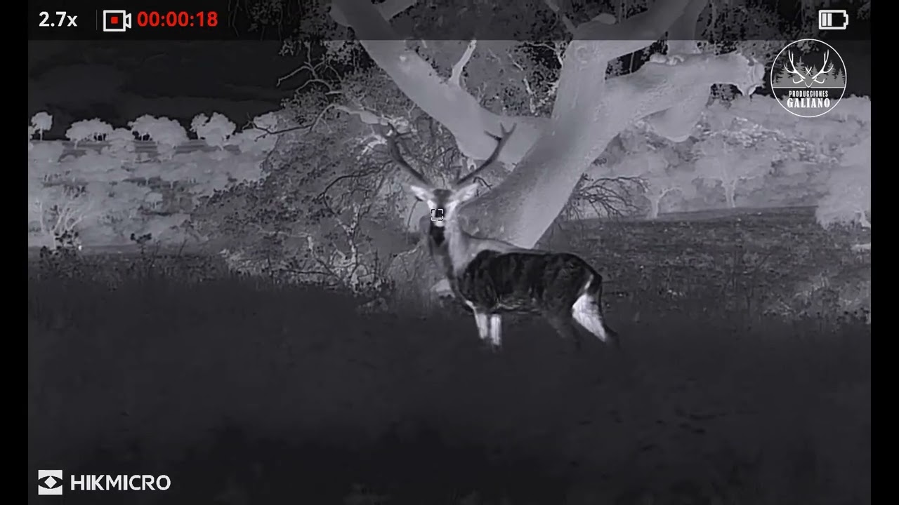 VENADO EN BERREA CON EL FALCÓN 2.0 FQ50L