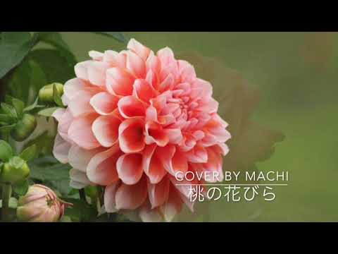 Peach petals / Cover by Machi
