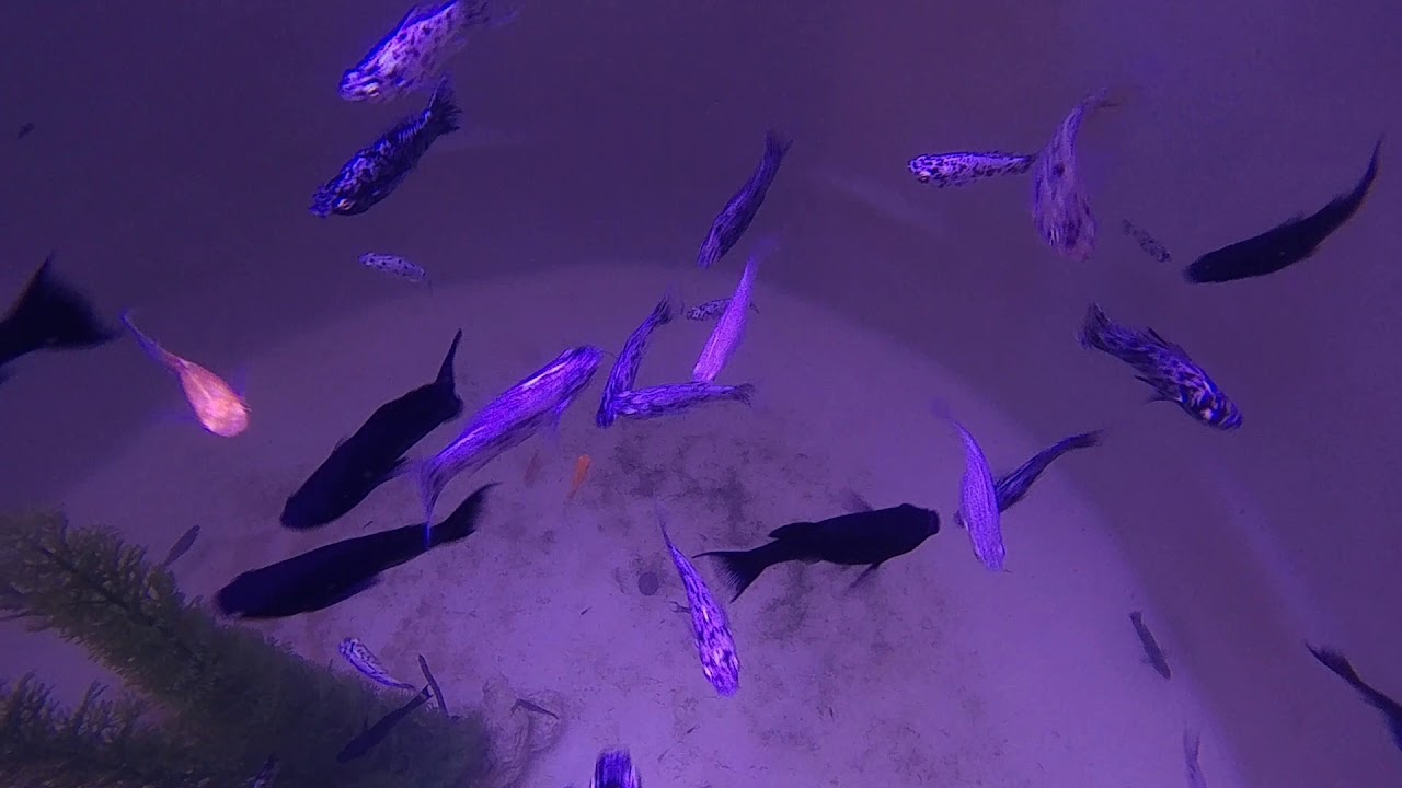 Gulfstream Tropical Aquarium YouTube