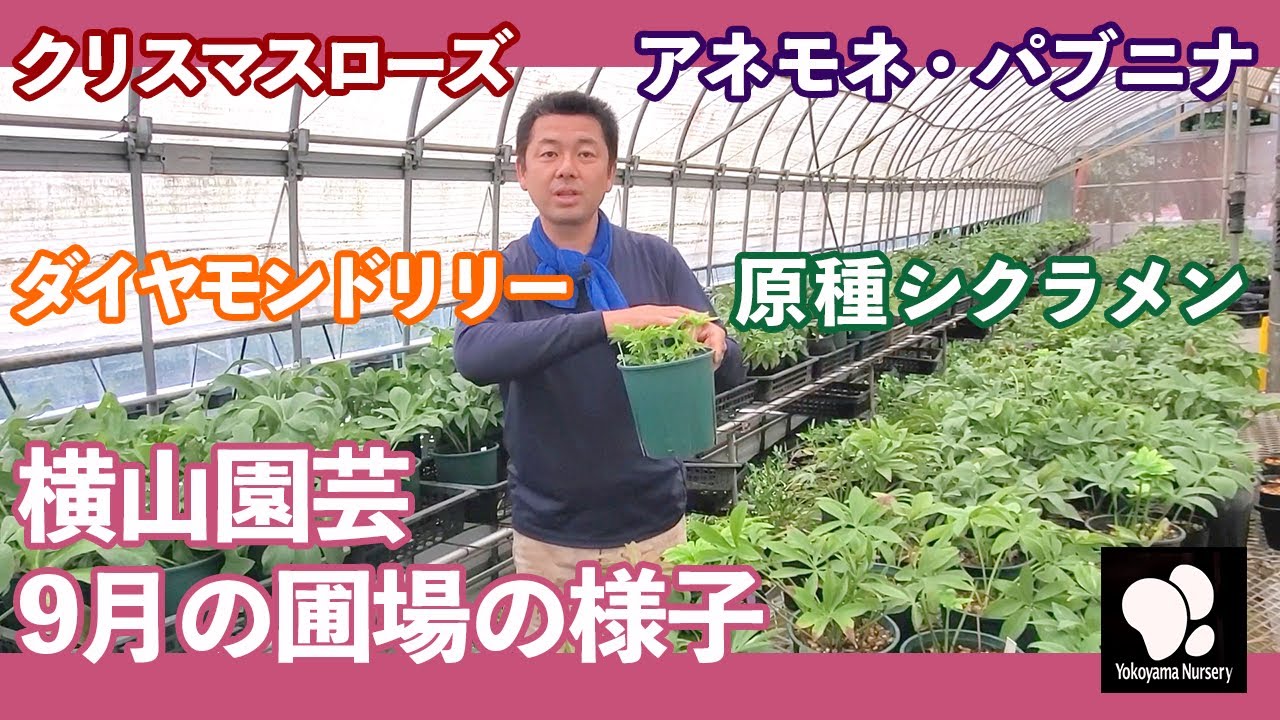 横山園芸　9月の圃場の様子　◆横山園芸 公式◆　【2022】