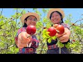 Jocote la fruta ms exquisita de los huistas frontera de guatemala con mxico con gladiz y marty