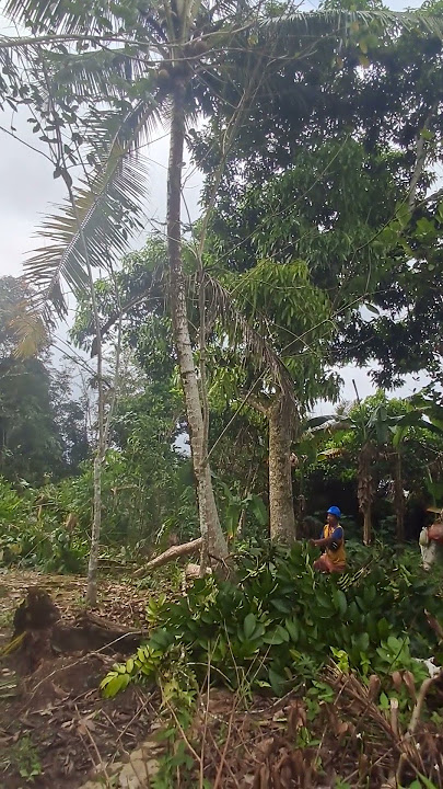 sensu ajaib. sensu viral. balangan. batu mandi. penebang pohon. kayu ajaib. gergaji mesin. fyp