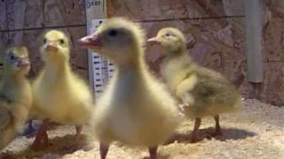 Baby Embden Geese