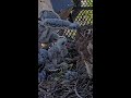 Red-tailed Hawk Nestling P3 Fills Its Crop During Afternoon Feeding With Big Red