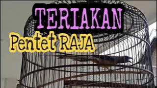 Teriakan Keras dari Suara Burung Pentet Raja