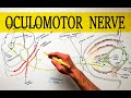 Oculomotor Nerve - Anatomy Tutorial | Made easy!