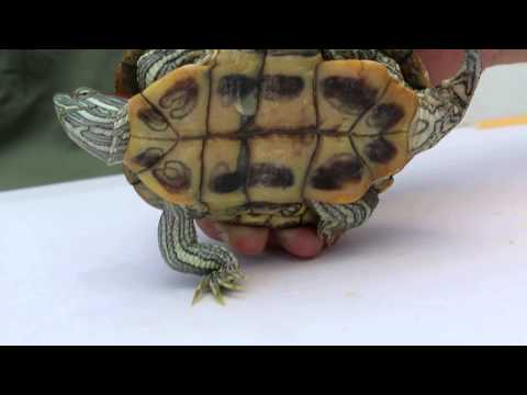 Video: How To Tell The Gender Of Red-eared Turtles