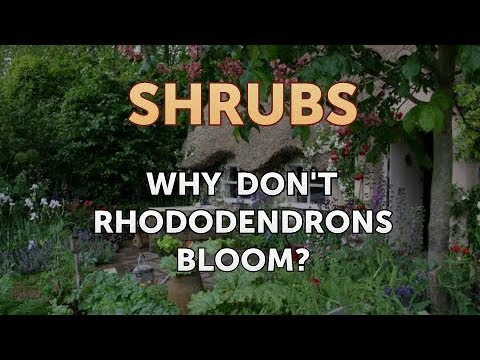 Why Don&rsquo;t Rhododendrons Bloom?