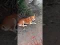 hungry dog.. #dog #dogshorts #dogs #doglife #doge #forryou #shorts
