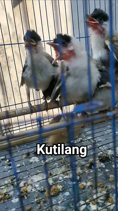 anakan burung kutilang #kicaumania