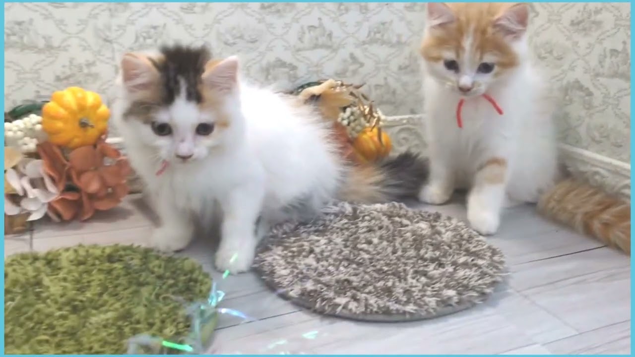 Coo&RIKU No.00743373 ラガマフィン - YouTube