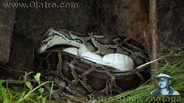 Python vs Wildfire 04 Reversed