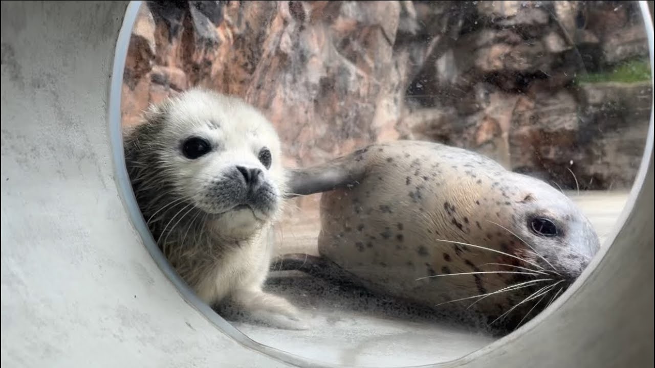 白モフアザラシ赤ちゃんのゆきまる君🦭 - YouTube