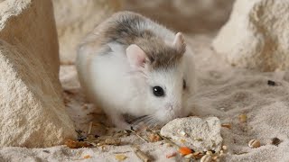 4k footage of my roborovski hamster | behavior shot over a period of time