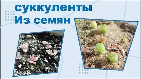 суккуленты из семян. все просто!