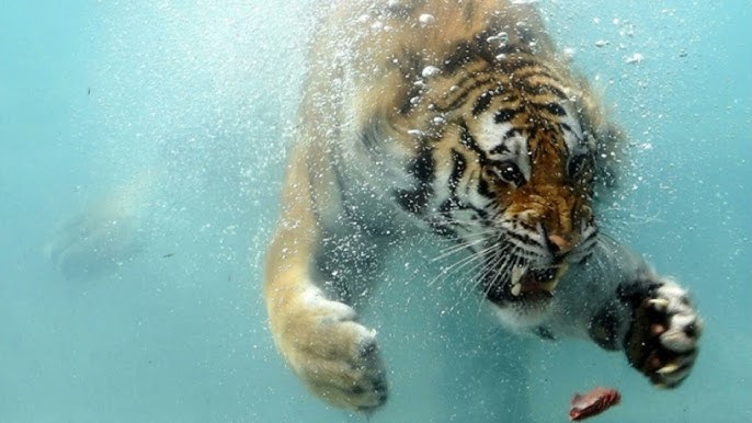 Әдемі жезөкшелер Супер қынаптың фотосы