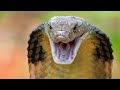 King Cobra Hates & Eats Others: So What?