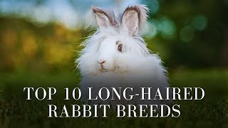 Top 10 Long-Haired Rabbit Breeds by Pets Life 221 views 1 month ago 7 minutes, 49 seconds