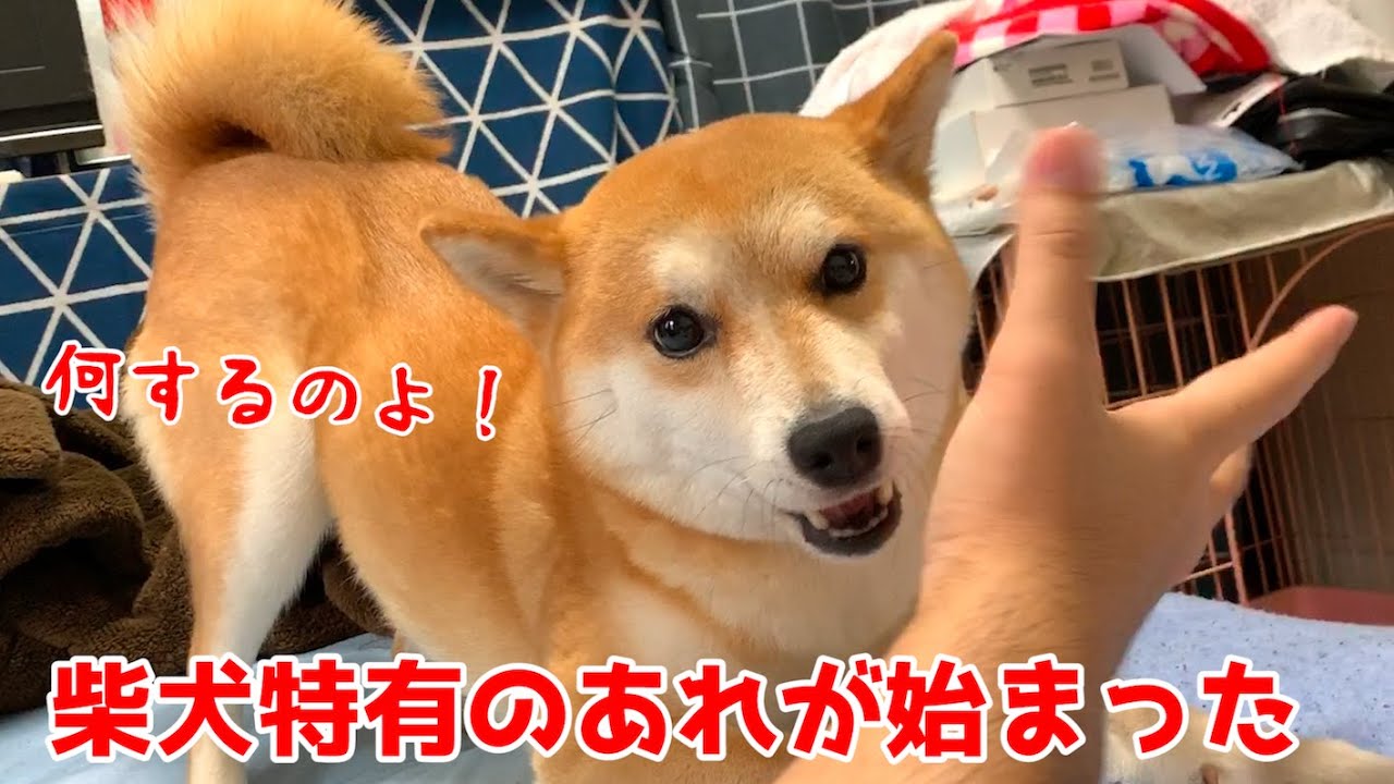 甘えたすぎて興奮しすぎた結果 なぜかこうなった柴犬ハナ Shiba Inu Is Excited Youtube 甘えたすぎて興奮しすぎた結果 なぜかこうなった柴犬ハナ Shiba Inu Is Excited Youtube