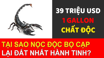 Tại sao nọc độc của bọ cạp lại là thứ chất lỏng đắt nhất trên thế giới