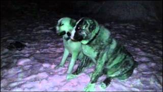 Игры алабаев. Тренировки. Dog training