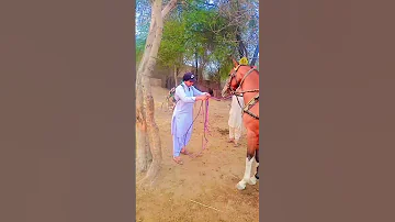 گھوڑے کا سوار میلا کی تیاری 