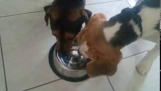 Bffs Drinking Water From The Same Dog Bowl Vegas & Rocky