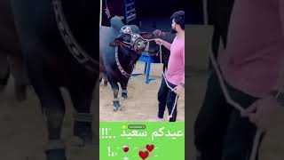 عيد سعيد اكبر اضحية