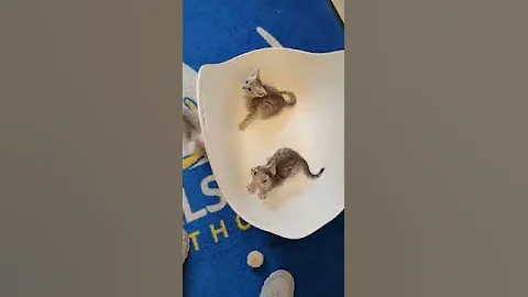 Watch the video about Egyptian Mau kittens Playing