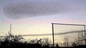 Zwerm spreeuwen boven Leeuwarden