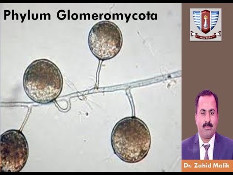 Phylum Glomeromycota (طبقه بندی قارچ ها) برای دانشجویان کارشناسی و کارشناسی ارشد توسط دکتر زاهد ملک