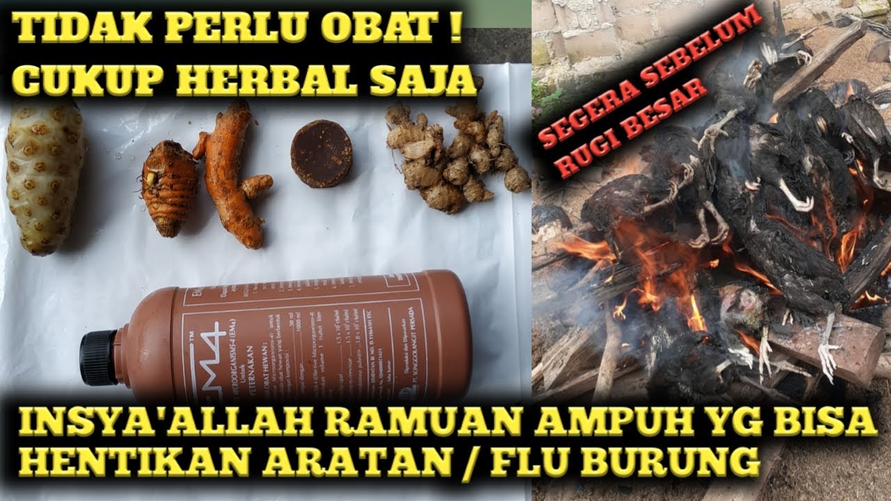 INSYA'ALLAH RAMUAN INI AMPUH HENTIKAN ARATAN/FLU BURUNG