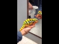 Panther chameleon changes color! Awesome!!