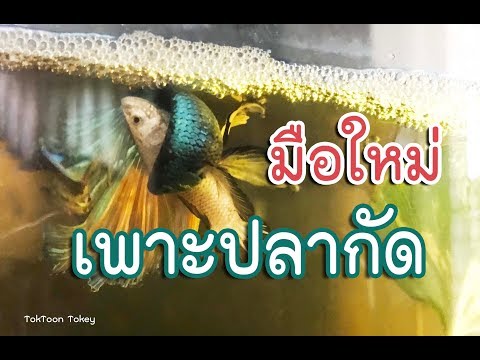 ปลากัดรัดกันไข่ล่วงเต็มเลย มาดูกันมันรัดกันยังไง