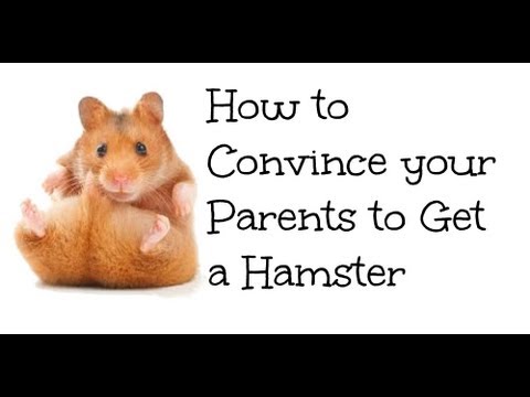 How to Convince your Parents to Get you a Hamster