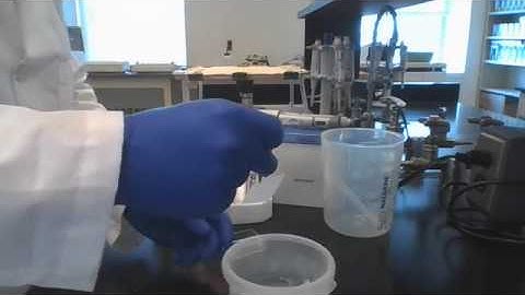 Lab 8: Western Blot Part 2: Antibodies