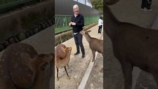 Update from Japan: saying hello to the dear in Nara. #arnecarlos #arneandcarlos #travelinjapan