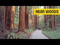 Majestic Redwoods at Muir Woods National Monument