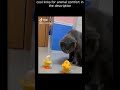 Top 😎 Funny animals videos - Try Not To Laugh 😂😆🤣 - 114 #Shorts