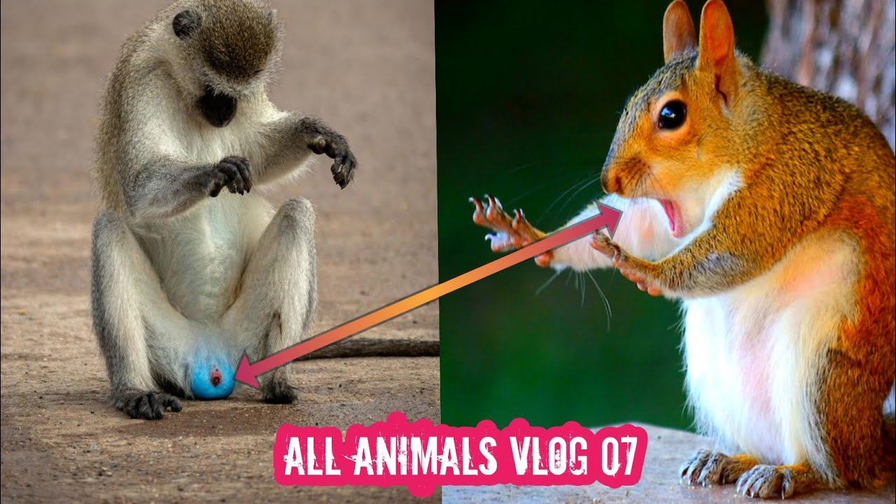 Cat Funny Video,Dog Funny Video. YouTube