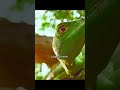 The Lizard That Walks on Water! Incredible Wildlife Phenomenon | Wild Earth Vision