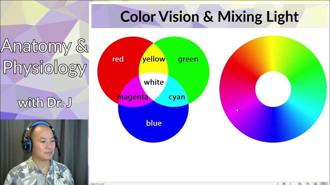 PHYL 141 | Nervous System | Cones, Rods, & Color Vision - YouTube
