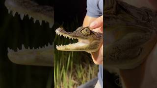 Invasive Crocodilian In Florida