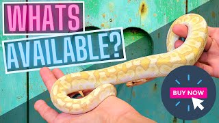 Ball Pythons For Sale!? // Current Availability