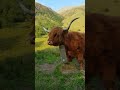 scotlandmy hame