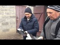 Николаевские голуби Николая Александровича. г. Первомайск, Харьковская область