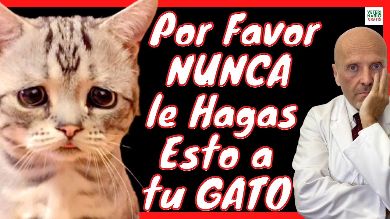 35 cosas que no debes hacer con tu gato