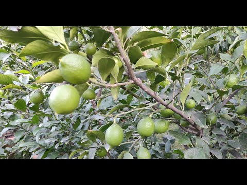 Video: Bir Limon Necə Kəsilir