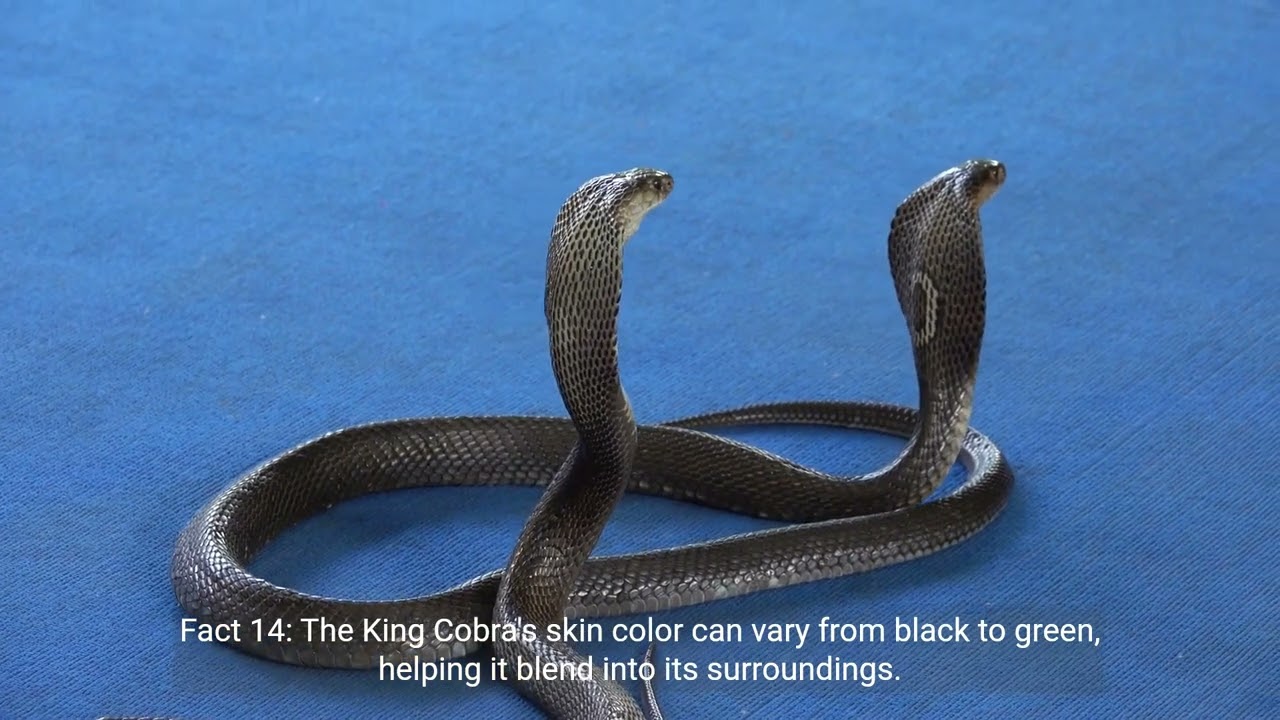 King Cobra Snakes Facts | 1 Minute Knowledge
