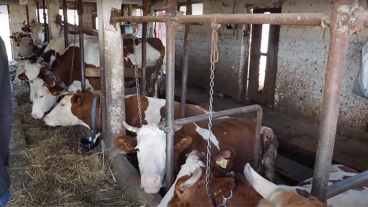 Mladi bračni par ima farmu goveda i nema nikakvih kredita ni dugova!